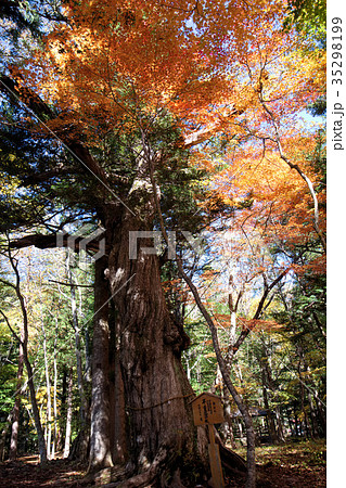 日光市　湯西川温泉　平　重盛公ノ木（御神木） 35298199