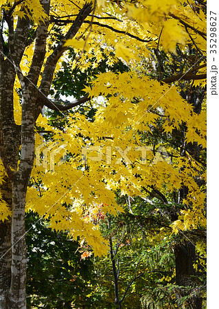 黄金色に輝くイタヤカエデの黄葉 35298627