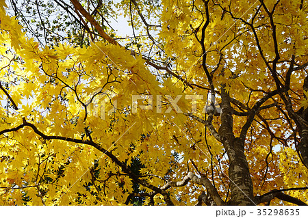 黄金色に輝くイタヤカエデの黄葉 黄金色に輝くイタヤカエデの黄葉 35298635
