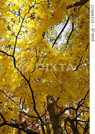 黄金色に輝くイタヤカエデの黄葉 35298637