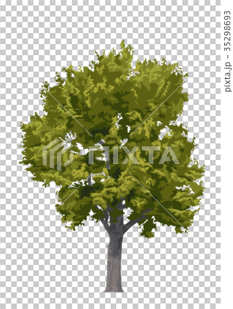 コナラ紅葉2 コナラ紅葉2 35298693