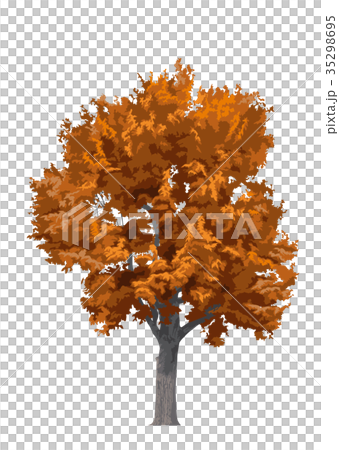 Konara autumn leaves 4 35298695