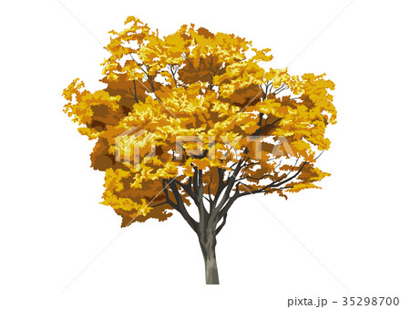 エノキ紅葉4 エノキ紅葉4 35298700