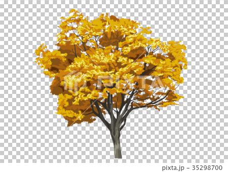 エノキ紅葉4 エノキ紅葉4 35298700