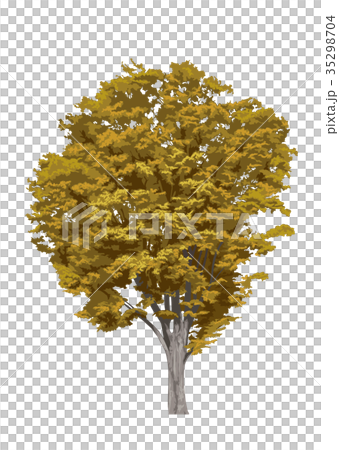 Zelkova autumn leaves 3 Zelkova autumn leaves 3 35298704