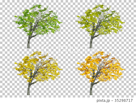 List of Kobushi autumn leaves List of Kobushi autumn leaves 35298717