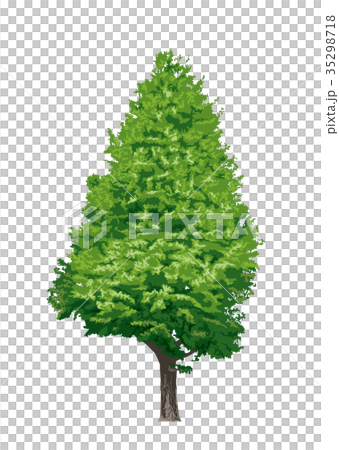 Ginkgo biloba 1 35298718