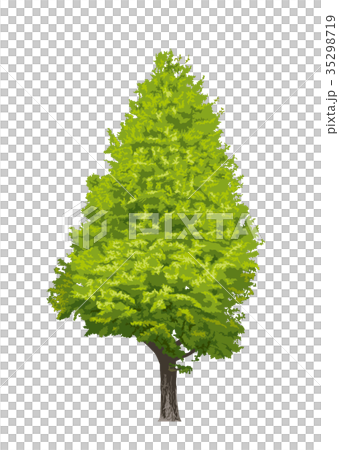 Ginkgo biloba 2 Ginkgo biloba 2 35298719