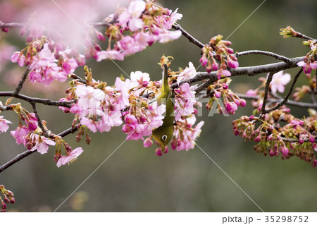 桜とメジロ 桜とメジロ 35298752
