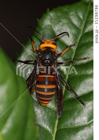 生き物 昆虫 コガタスズメバチ、オスです。十一月も間近の寒い日、チャノキで震えていました 生き物 昆虫 コガタスズメバチ、オスです。十一月も間近の寒い日、チャノキで震えていました 35298786