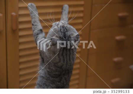 かわいい猫 かわいい猫 35299133