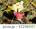 ひとひらの紅葉 35299347