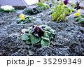 霜柱と花 35299349