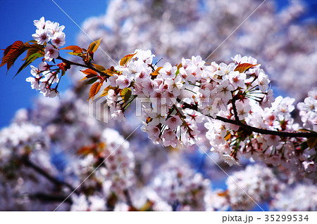 青空に咲く山桜の花 35299534
