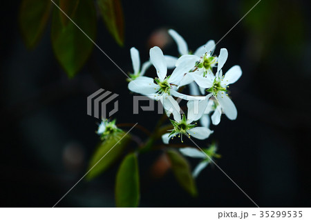 木蔭に咲くザイフリボクの花 35299535