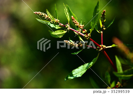 野草　スイバの花 35299539