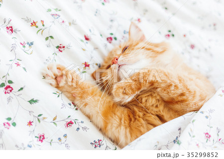 Cute ginger cat lying in bed under a blanket.  35299852