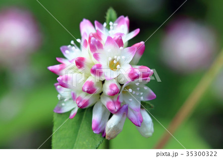 ミゾソバの花 只見町 ミゾソバの花 只見町 35300322
