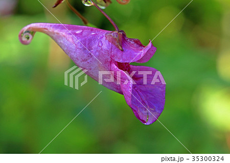ツリフネソウの花一輪　只見町 35300324