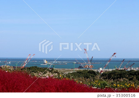 港の見えるコキアの丘 35300516