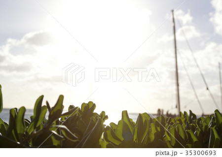 葉 木の葉 ワイキキ 35300693