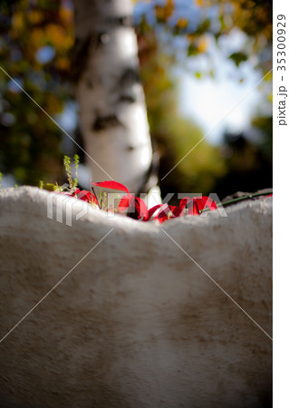 富良野アトリエ麓郷の初秋 35300929