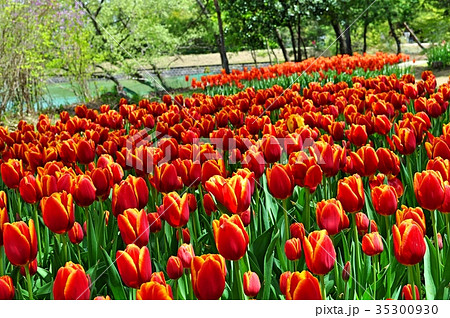 チューリップ畑 35300930