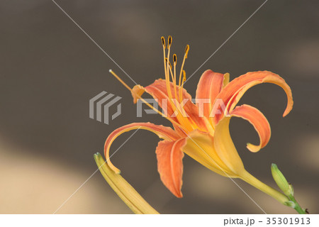 クワンソウ(秋の忘れ草) クワンソウ(秋の忘れ草) 35301913