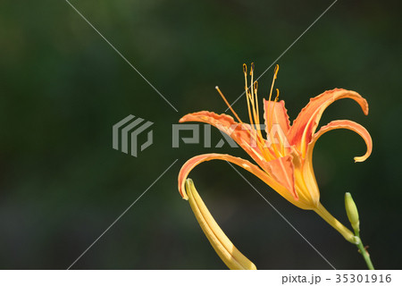 クワンソウ(秋の忘れ草) クワンソウ(秋の忘れ草) 35301916