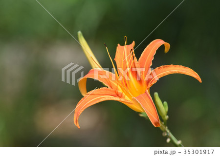 クワンソウ(秋の忘れ草) クワンソウ(秋の忘れ草) 35301917