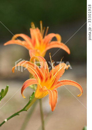 クワンソウ(秋の忘れ草) クワンソウ(秋の忘れ草) 35301918