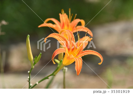 クワンソウ(秋の忘れ草) クワンソウ(秋の忘れ草) 35301919