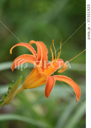 クワンソウ（秋の忘れ草） 35301920