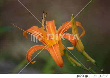 クワンソウ（秋の忘れ草） 35301929