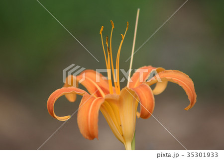 クワンソウ（秋の忘れ草） 35301933