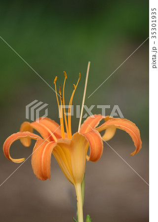 クワンソウ（秋の忘れ草） 35301935