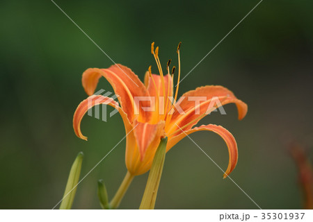 クワンソウ（秋の忘れ草） 35301937