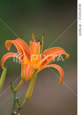 クワンソウ(秋の忘れ草) クワンソウ(秋の忘れ草) 35301938