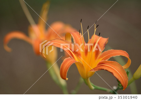 クワンソウ（秋の忘れ草） 35301940