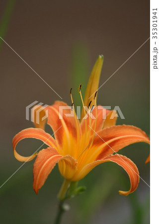 クワンソウ（秋の忘れ草） 35301941