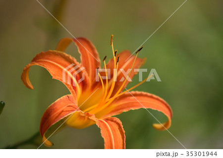 クワンソウ（秋の忘れ草） 35301944