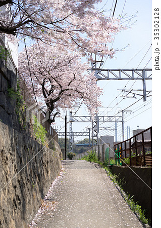 線路際に咲く満開の桜（日本・広島・尾道） 35302128