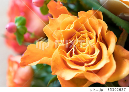 オレンジの薔薇 35302627