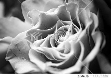モノクロの薔薇の写真素材