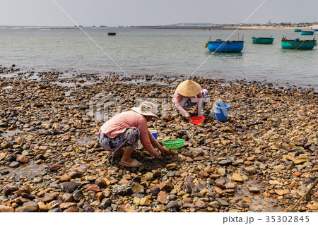 Local women collecting shellfish, Tuy Phong beach Local women collecting shellfish, Tuy Phong beach 35302845