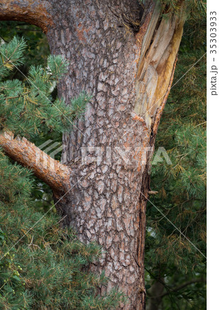 Giant old tree in the park 35303933
