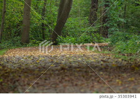 Path in the park in autumn 35303941