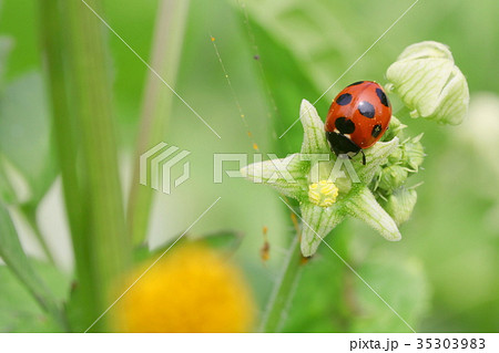 ナナホシテントウ 35303983