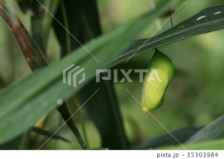 クロコノマチョウのサナギ 35303984
