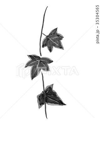 水墨画の観葉植物の部分 アイビー インテリアのイメージ のイラスト素材